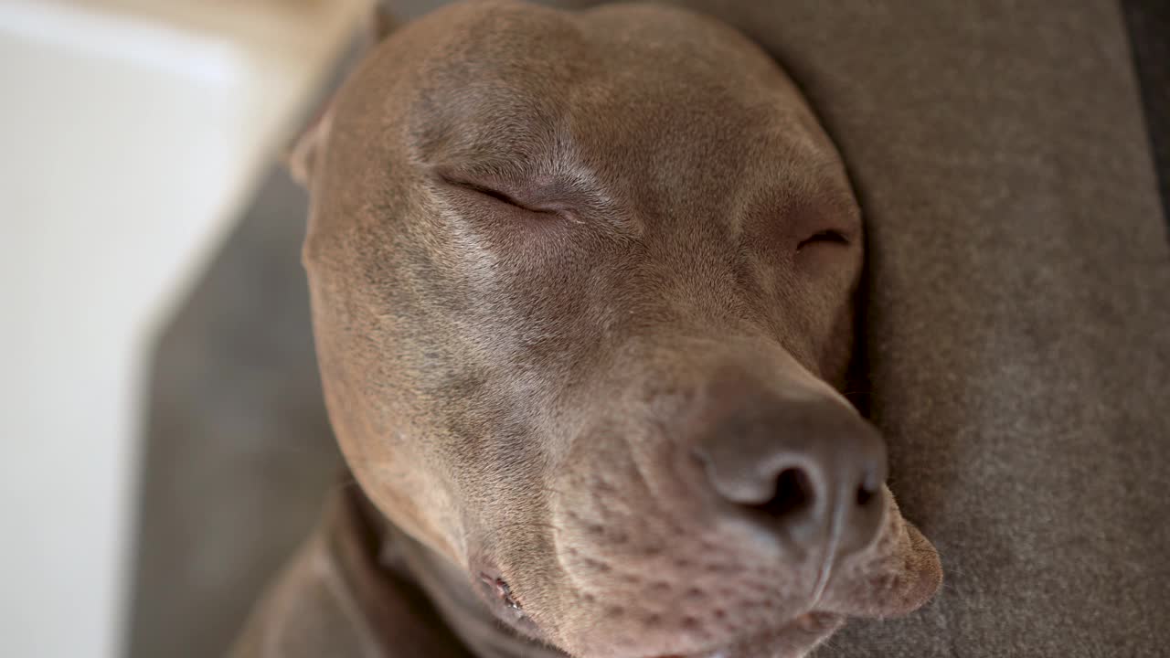 一只熟睡的比特犬醒来后睁开了眼睛。斗牛正在睡觉视频素材