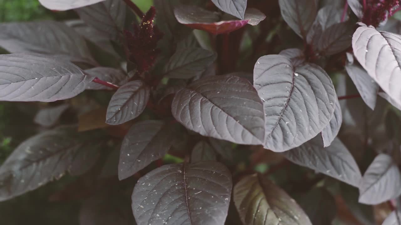 黑色的树叶在风中摇曳。黑暗的吟游诗人树叶。视频素材