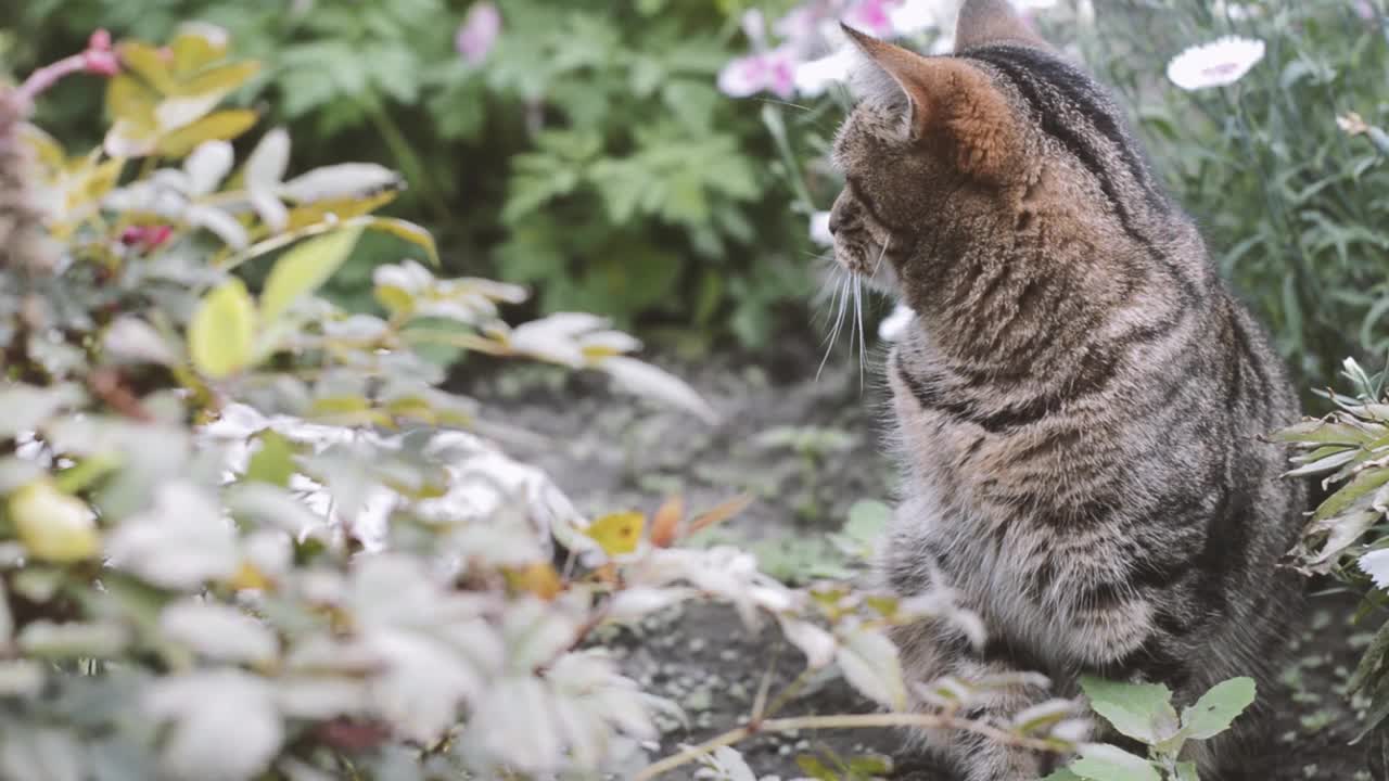 花中的条纹猫。一只猫在花园里。视频素材