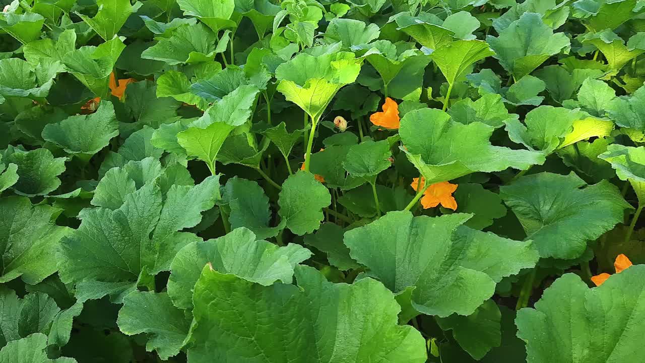 清晨田野里开花的西葫芦视频素材