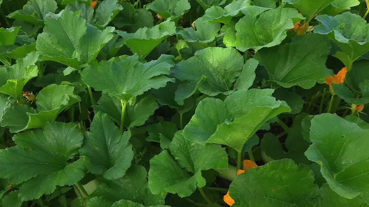 田野上开花的带着果实的西葫芦植物视频素材