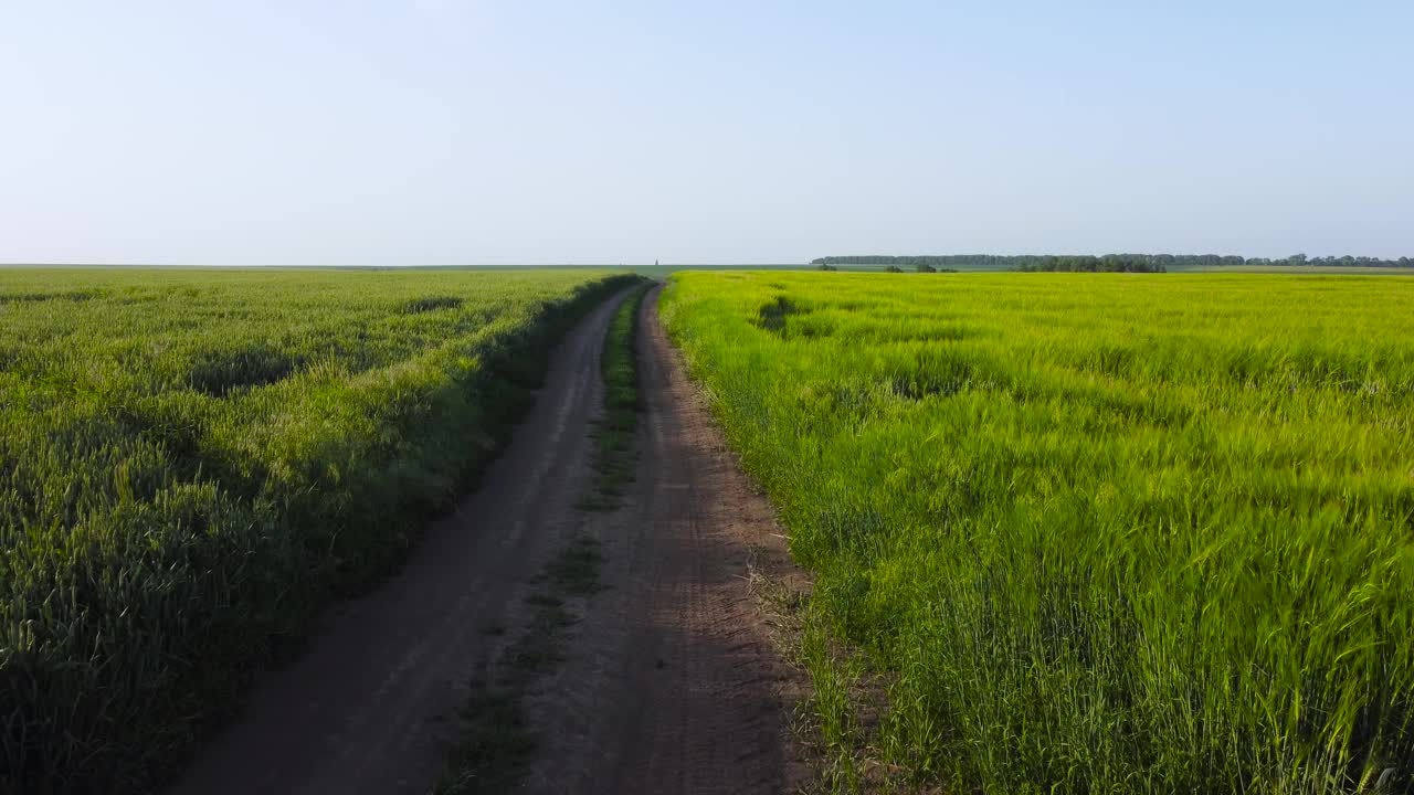 未成熟的麦田和大麦田之间是土路视频素材