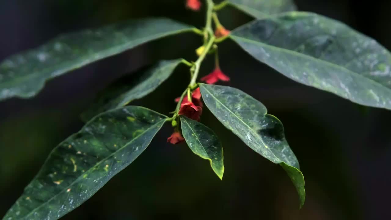 红花绿叶视频素材