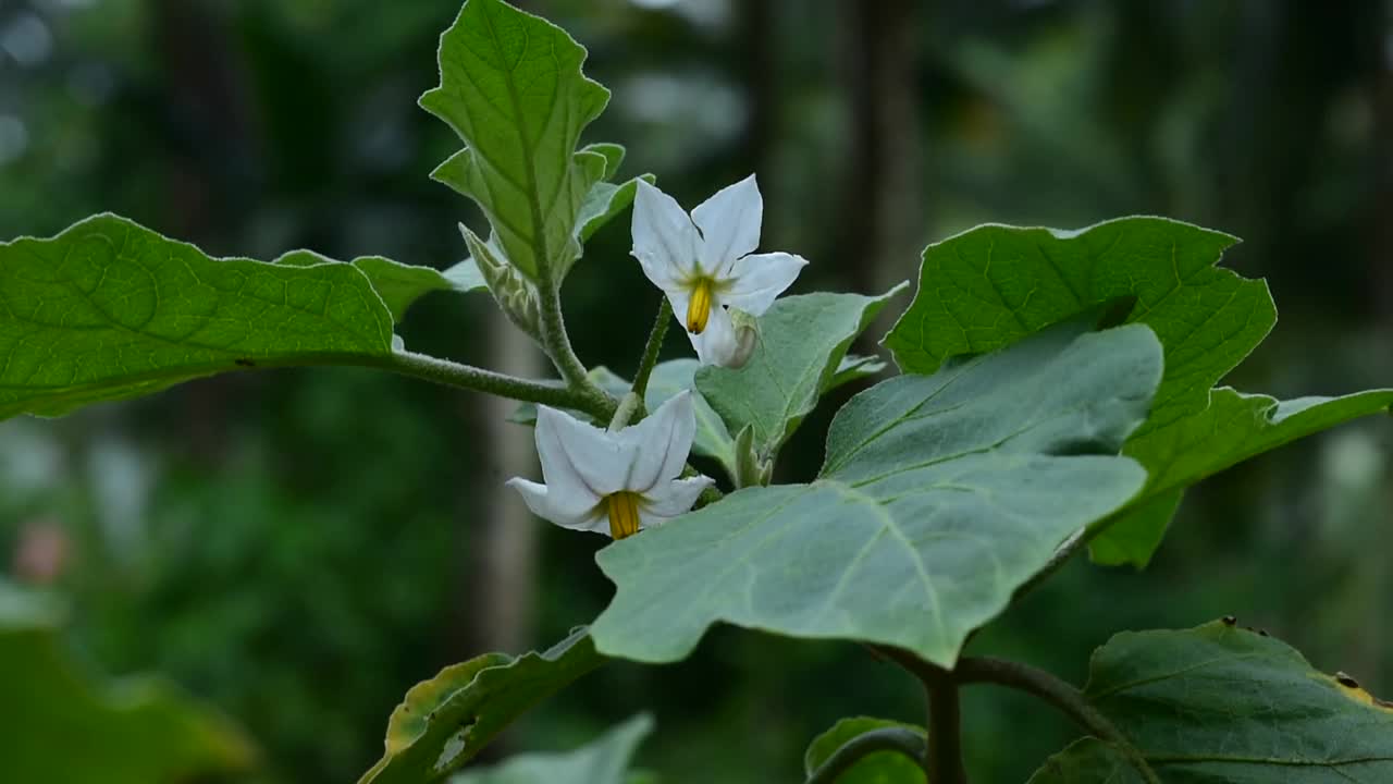 有机茄子在花园里开花视频素材