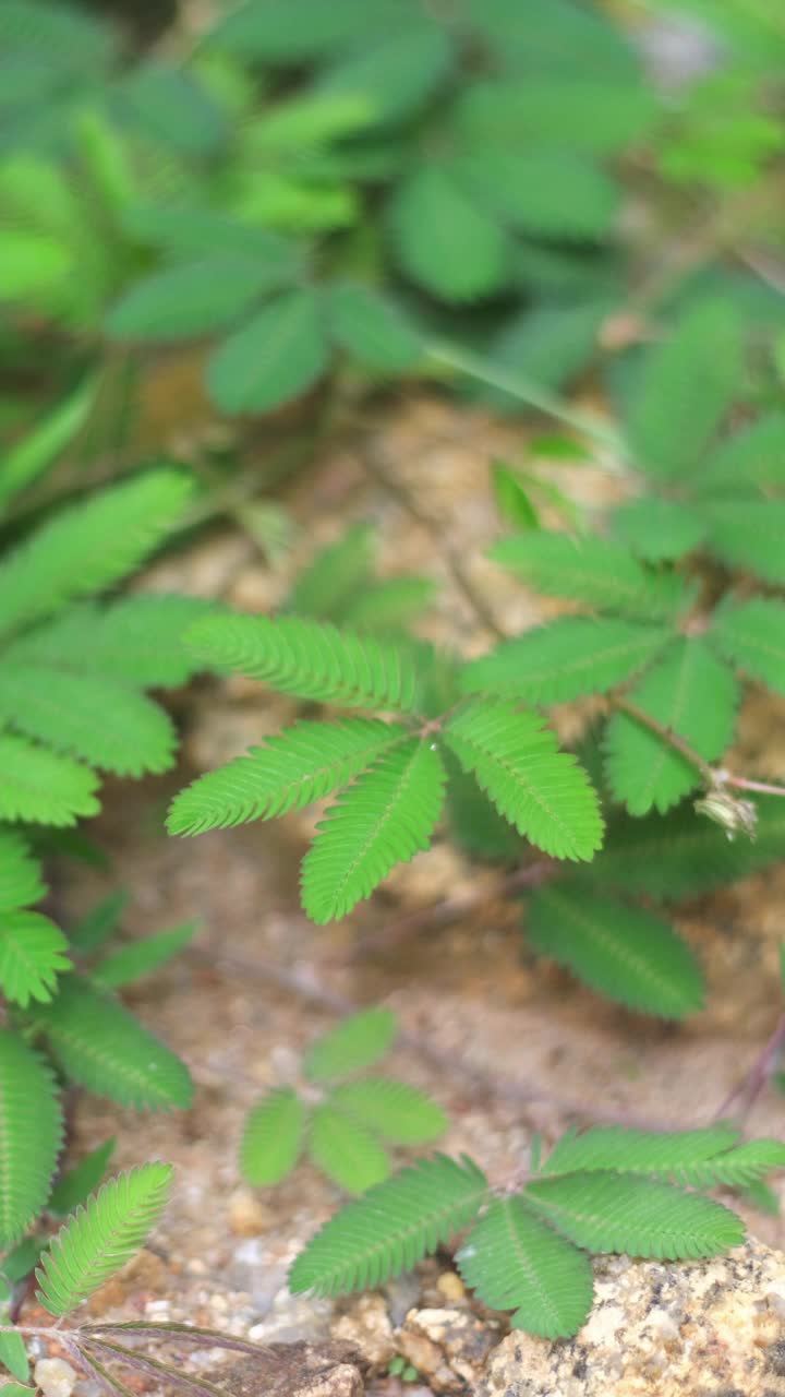 敏感的植物，沉睡的草，与触摸我不神奇的植物从自然。视频素材