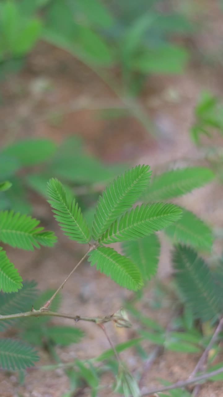 敏感的植物，沉睡的草，与触摸我不神奇的植物从自然。视频素材