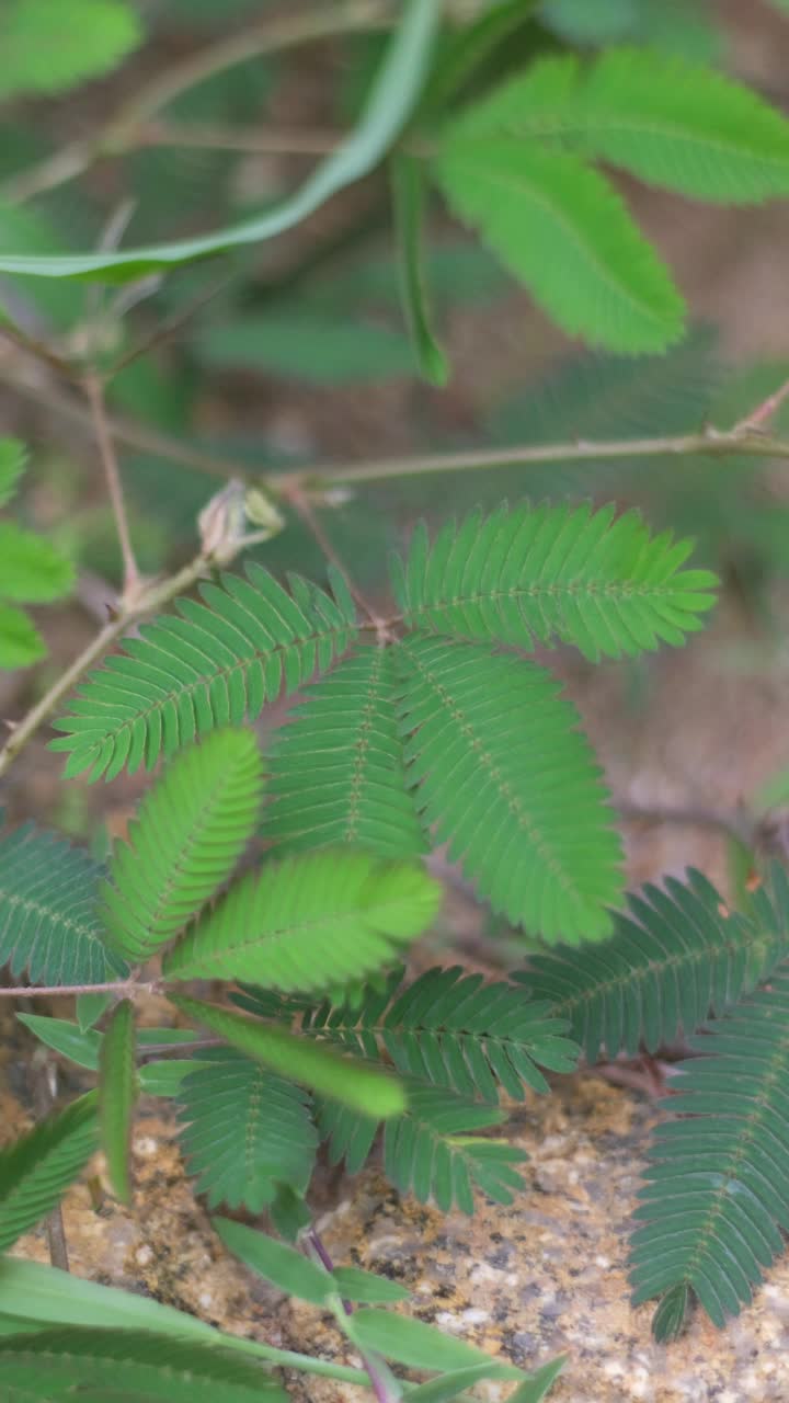 敏感的植物，沉睡的草，与触摸我不神奇的植物从自然。视频素材