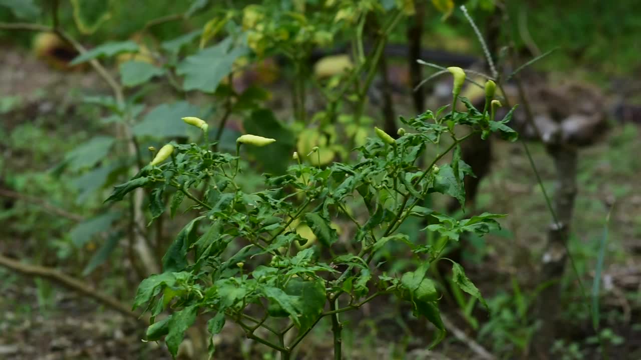 辣椒树在花园里结出果实视频素材