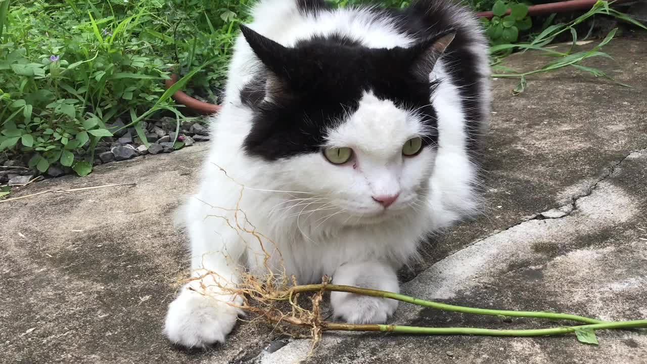 主人给猫喂印度菖蒲或猫草视频素材