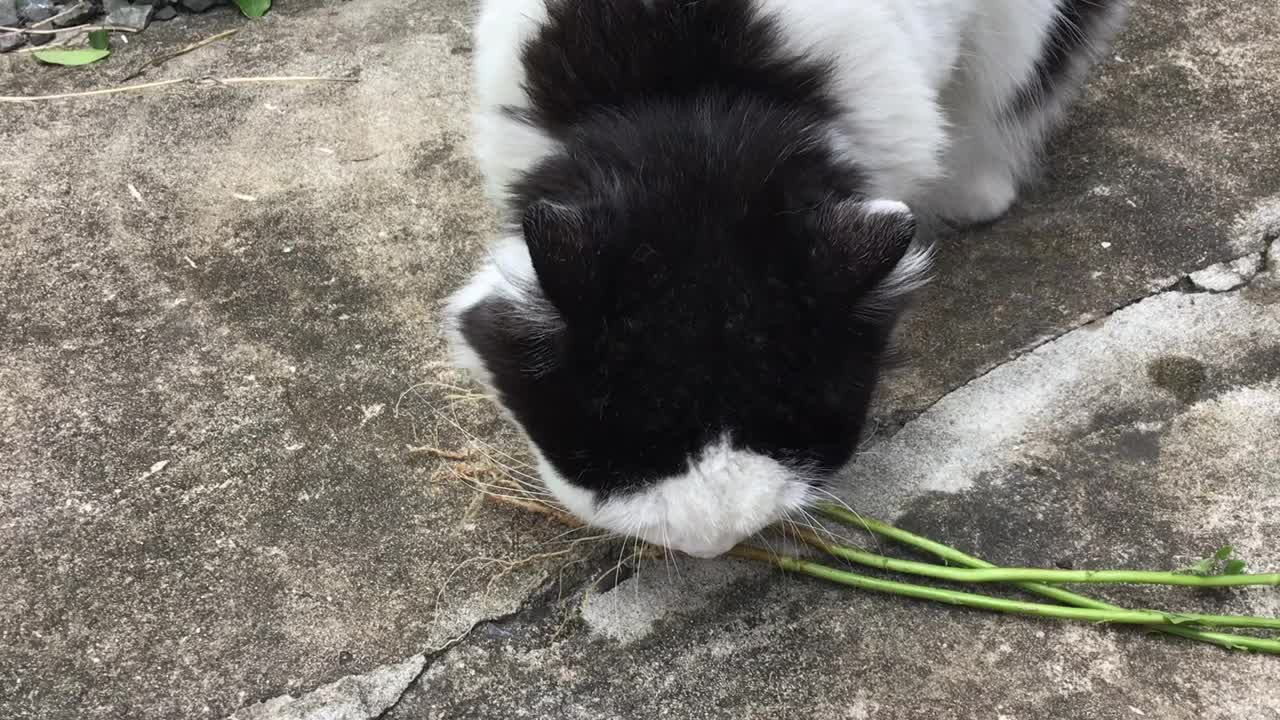 主人给猫喂印度菖蒲或猫草视频素材