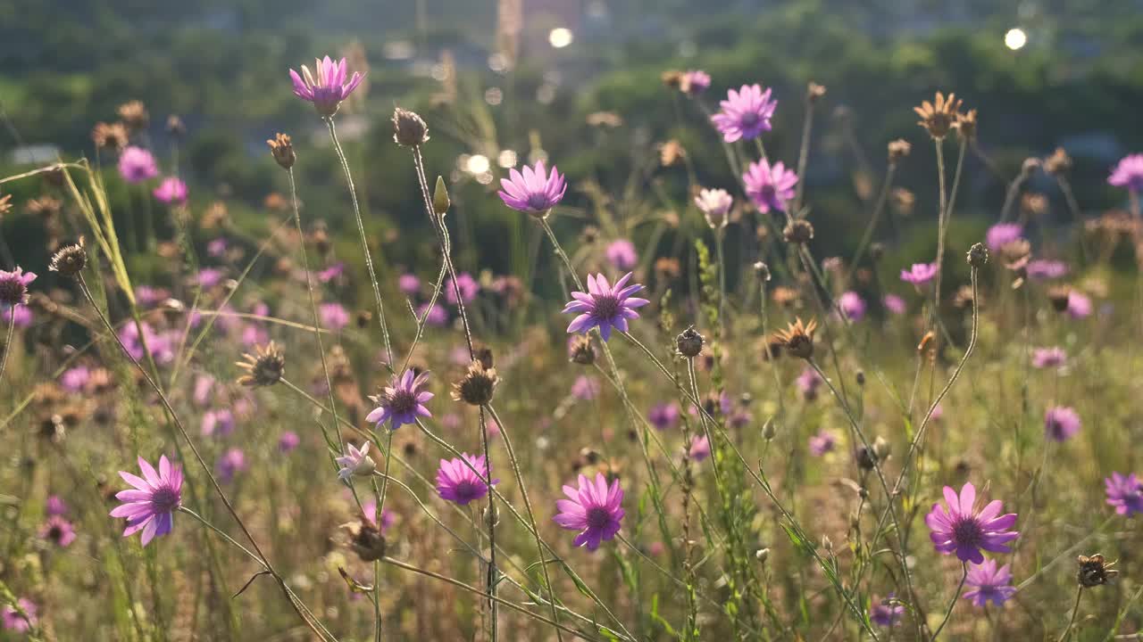 草地上野花的风景视频素材