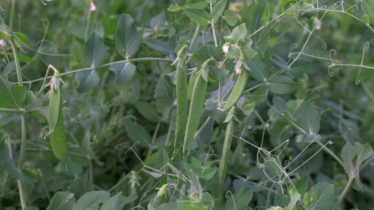 春天里田间的青豆。那片种着青豆的田地。地里长着嫩豌豆。绿色豌豆的花朵和果实。视频素材