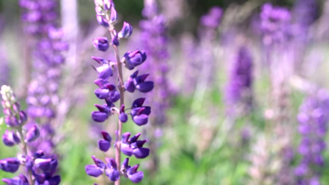 模糊的Lupinus, lupinfield视频素材