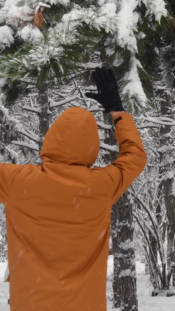 不认识的人拉着松树树枝落了雪视频素材