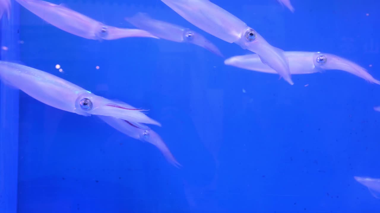 水族馆深蓝色海洋中的鱿鱼群视频素材