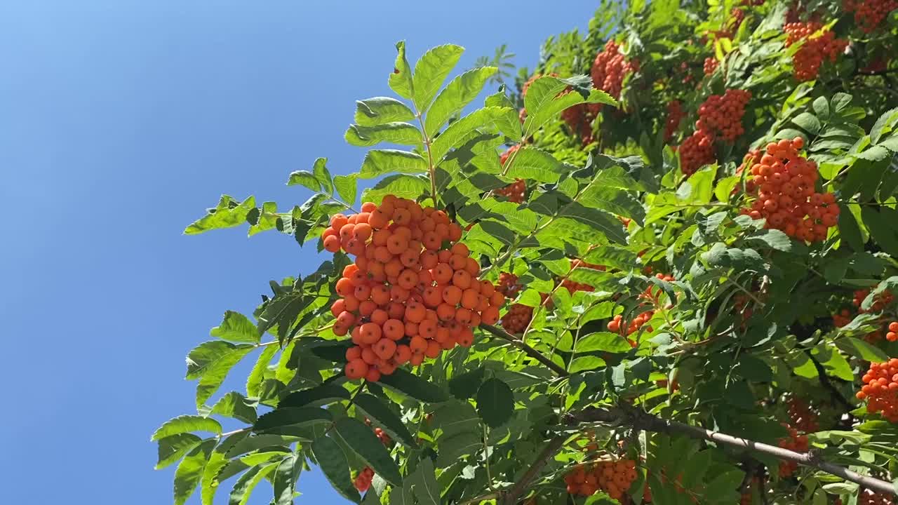 花楸树红色束山灰在新鲜的绿色叶子背景上明亮的蓝色天空。视频素材