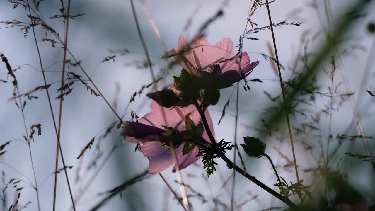 粉色的宇宙花在风中摇曳视频素材