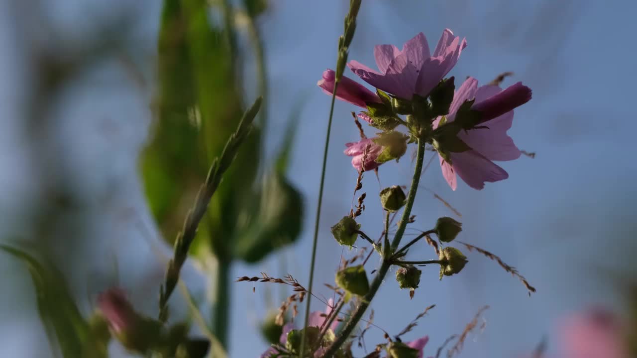 粉色的宇宙花在风中摇曳视频素材