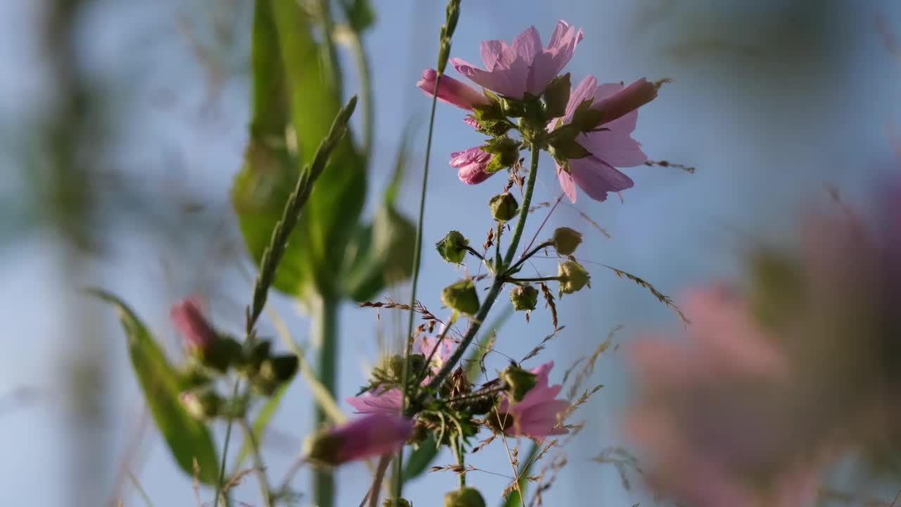 粉色的宇宙花在风中摇曳视频素材