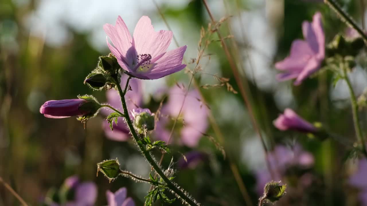 粉色的宇宙花在风中摇曳视频素材