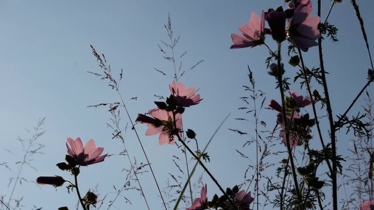 粉色的宇宙花在风中摇曳视频素材