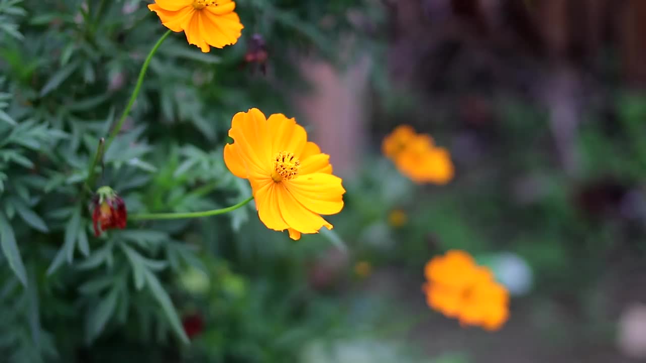 橙色的宇宙花在花园里视频素材