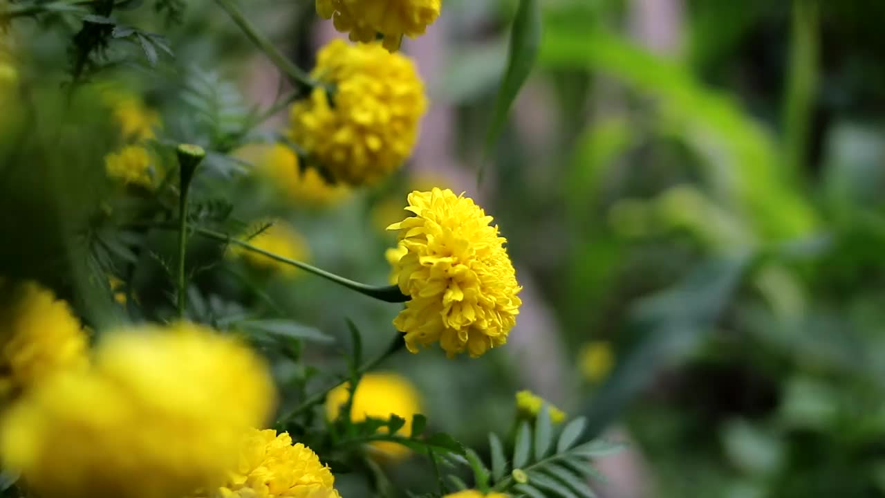 花园里开着黄色的万寿菊视频素材