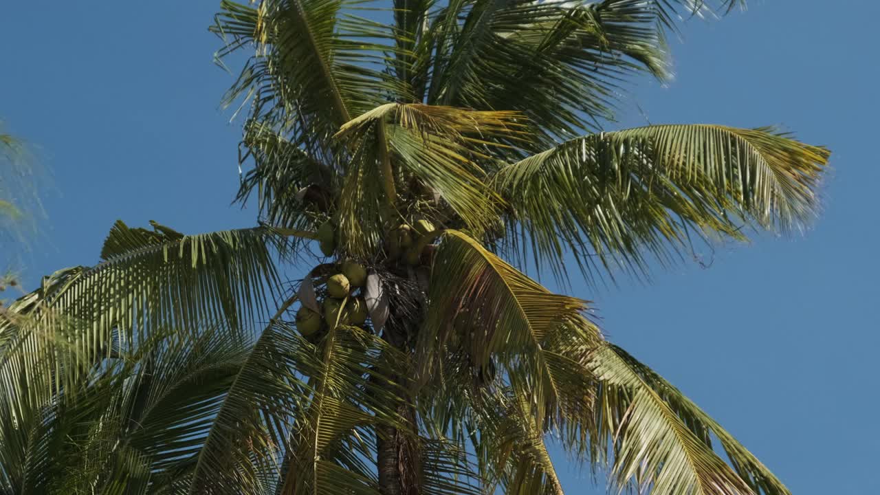 在非洲的桑给巴尔，有许多成熟的黄色椰子的棕榈树视频素材