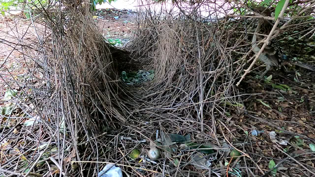 鲍尔鸟视频素材