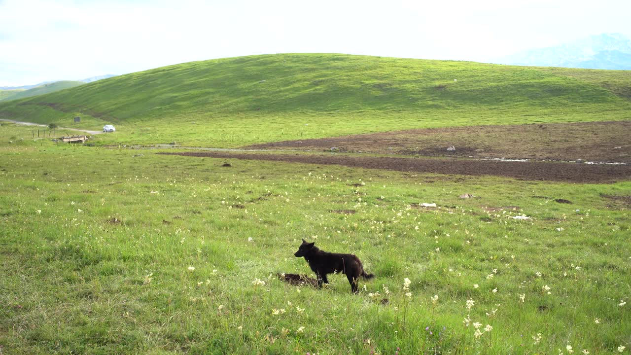 狗站在山上的绿色草坪上视频素材