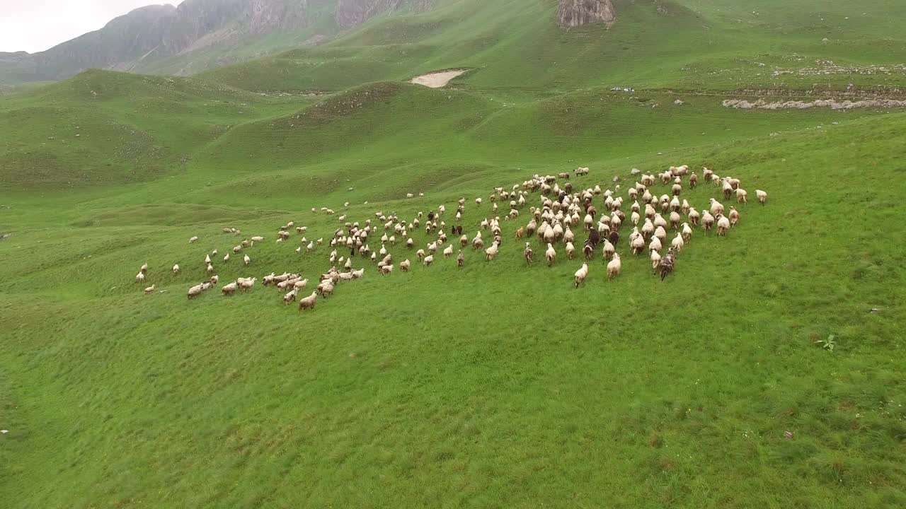 一群羊在黑山北部的群山中奔跑。Durmitor国家公园视频素材