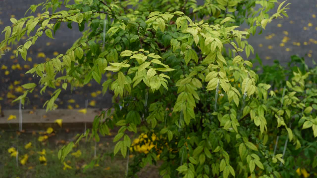 大雨和强风吹动了灌木丛视频素材