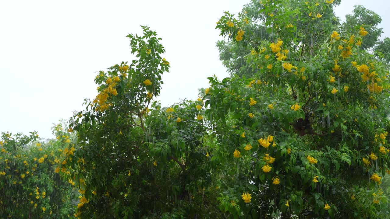 大雨和强风吹动了黄花视频素材