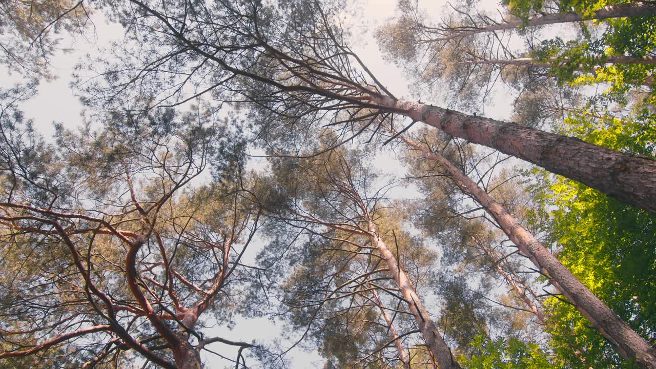 蓝天背景下的树的顶部和树皮。森林里松树的顶端，透过树枝可以看到蓝天。从下往上看森林视频素材