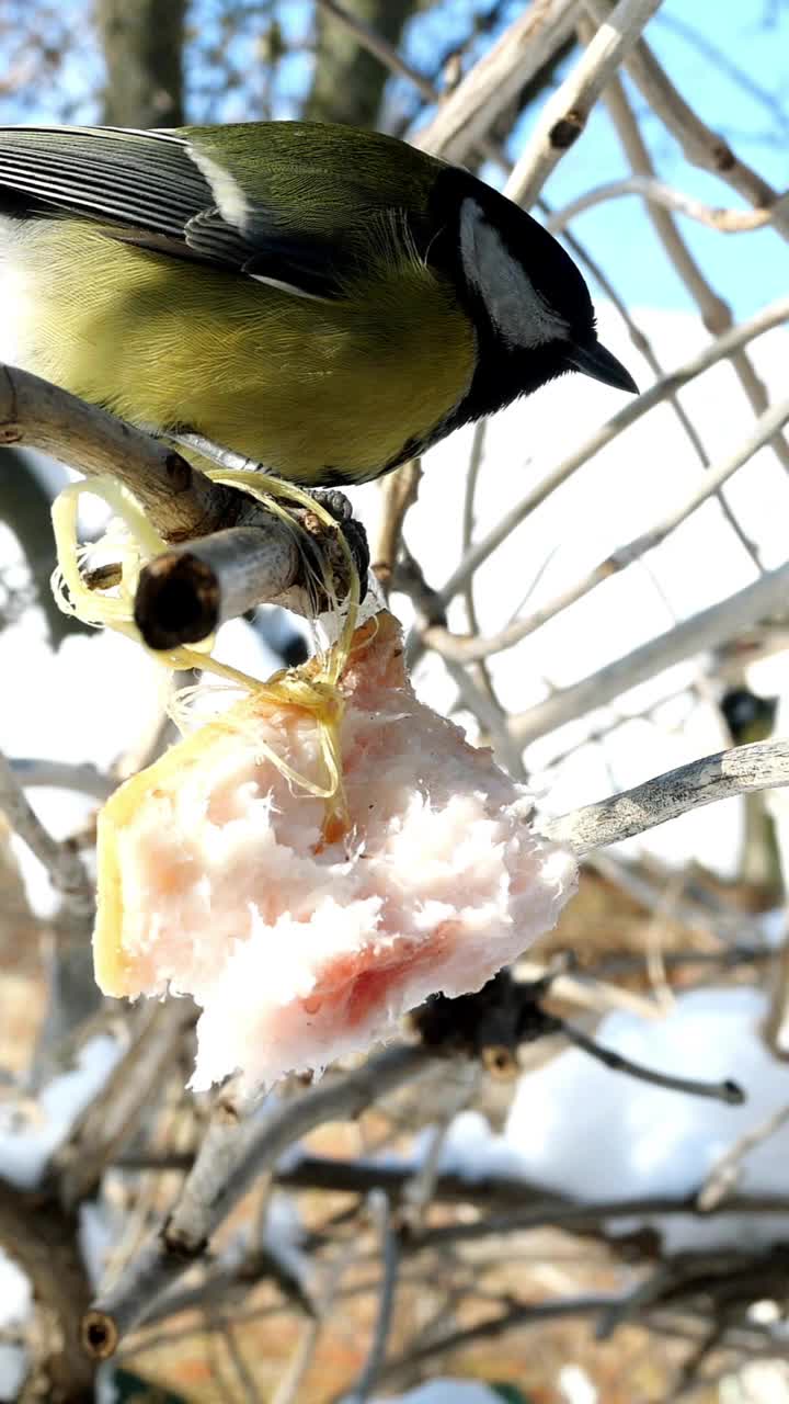 饥饿的鸟，大山雀或大山雀，正在啄食挂在花园里或后院树枝上的猪油。视频素材