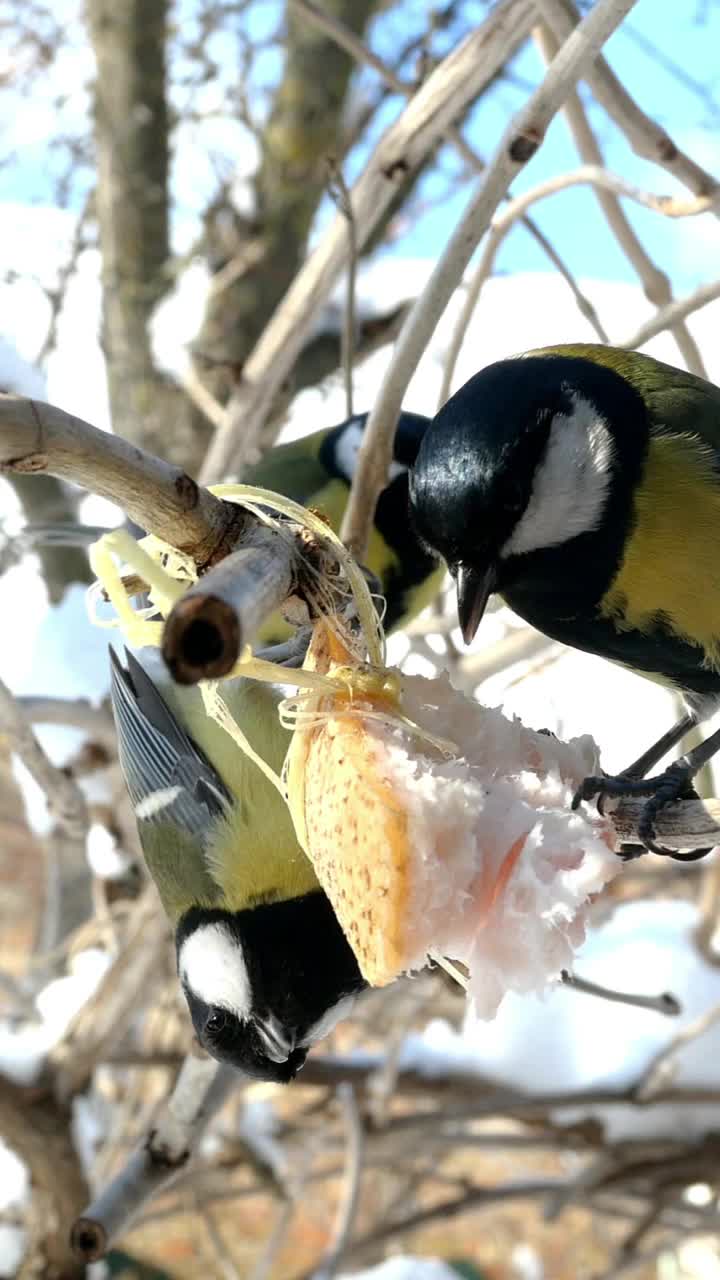 饥饿的鸟，大山雀或大山雀，正在啄食挂在花园里或后院树枝上的猪油。视频素材