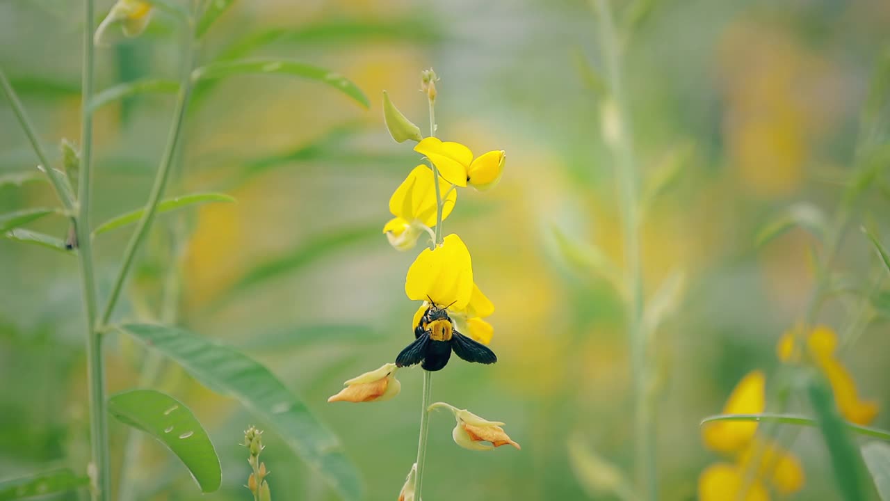 蜜蜂落在一朵黄色的花上视频素材