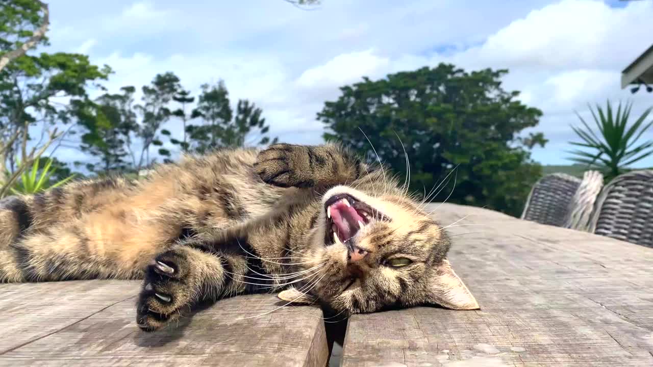 虎斑猫在木桌上放松视频下载