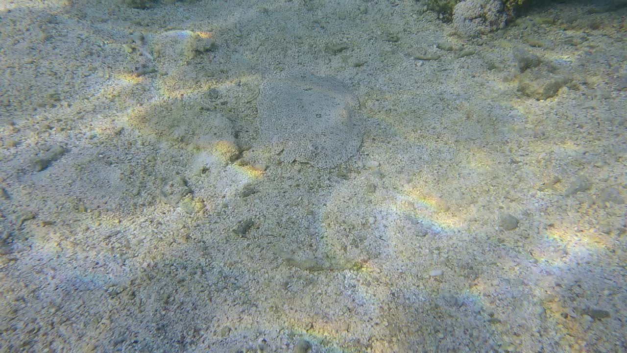 比目鱼在沙底游动。豹鲽或豹鲽(Bothus pantherinus)红海，埃及视频素材