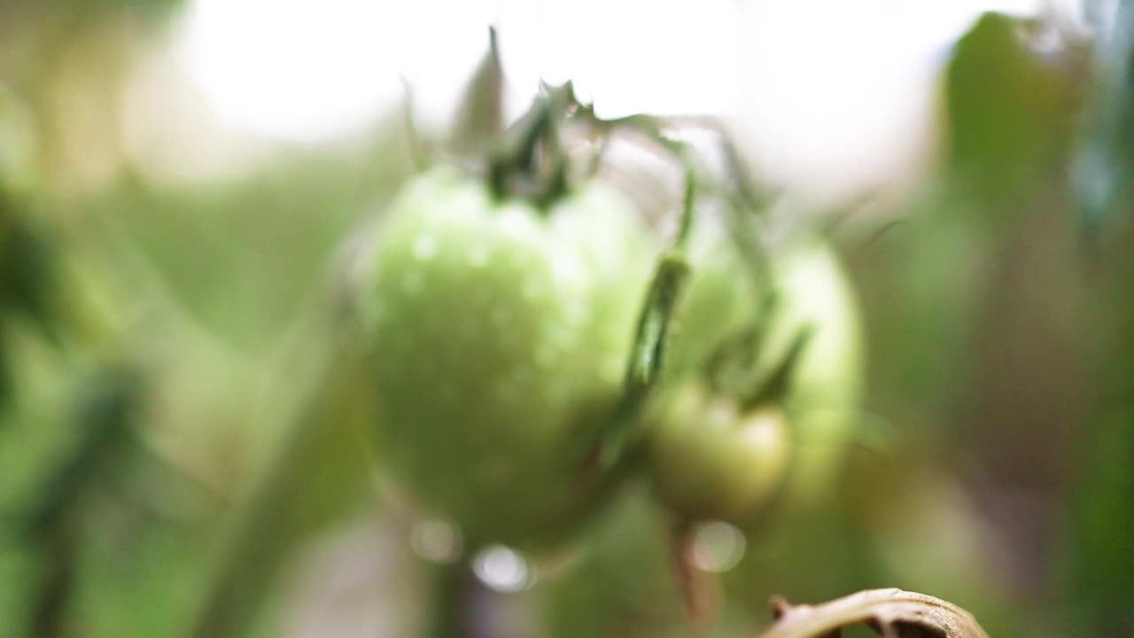 花园的树枝上挂着绿色的西红柿。农业的概念视频素材