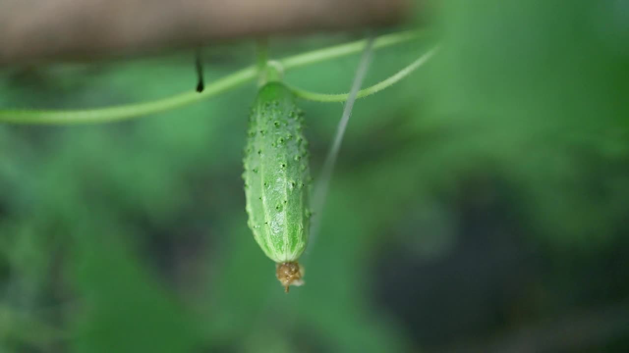 绿色黄瓜是在田间储存设施中种植的。视频素材