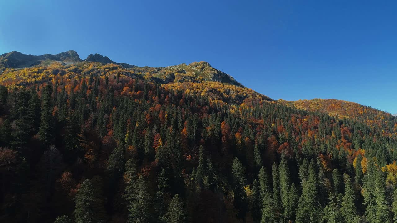 金色的秋天在山谷里飞翔。山脊上湛蓝的天空。摄像机飞过高大的绿色冷杉树。山里的暖秋，是远足的好时机。五颜六色的森林散发着绿色、橙色和黄色的光芒视频素材