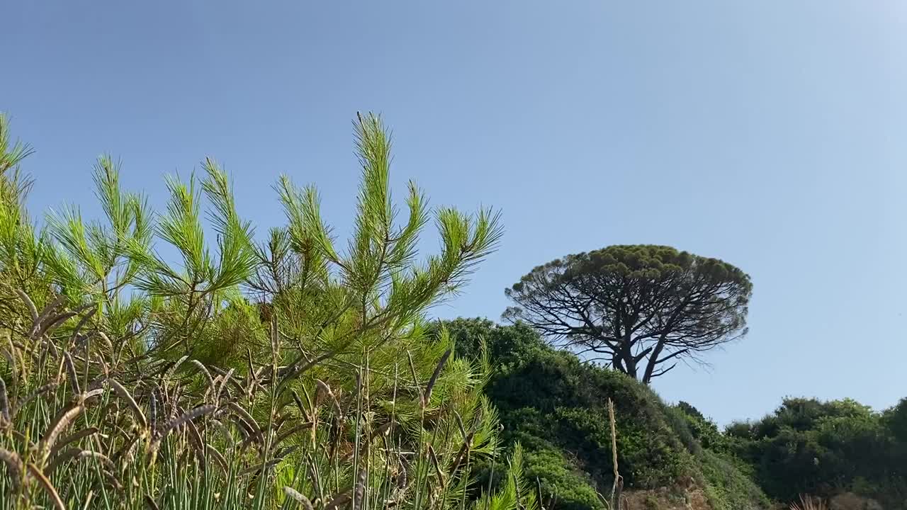 在夏日阳光明媚的地中海针叶林里，松树的树枝随风摇摆。视频素材