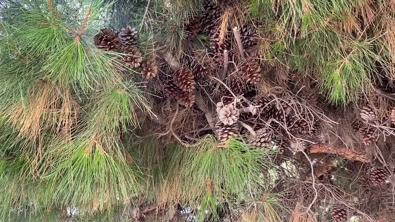 针叶林中有松果和茂盛的常绿针叶的松树树枝。视频素材