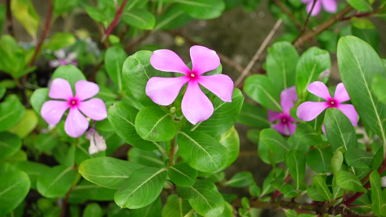 花坛花、蔷薇花或粉红色的长春花在花园里盛开。马达加斯加长春花顶部角度的观点。亮眼花慢动作视频。视频素材