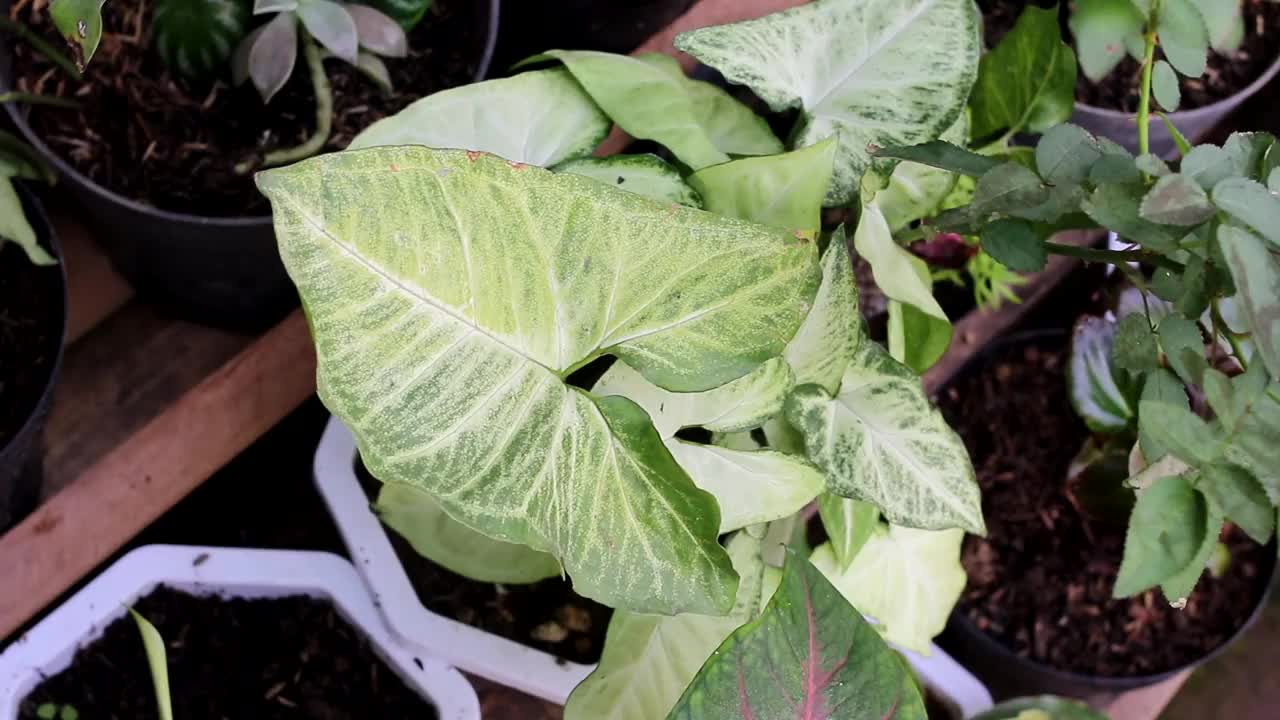 在后院的绿色二色堇(Syngonium podophyllum)视频素材