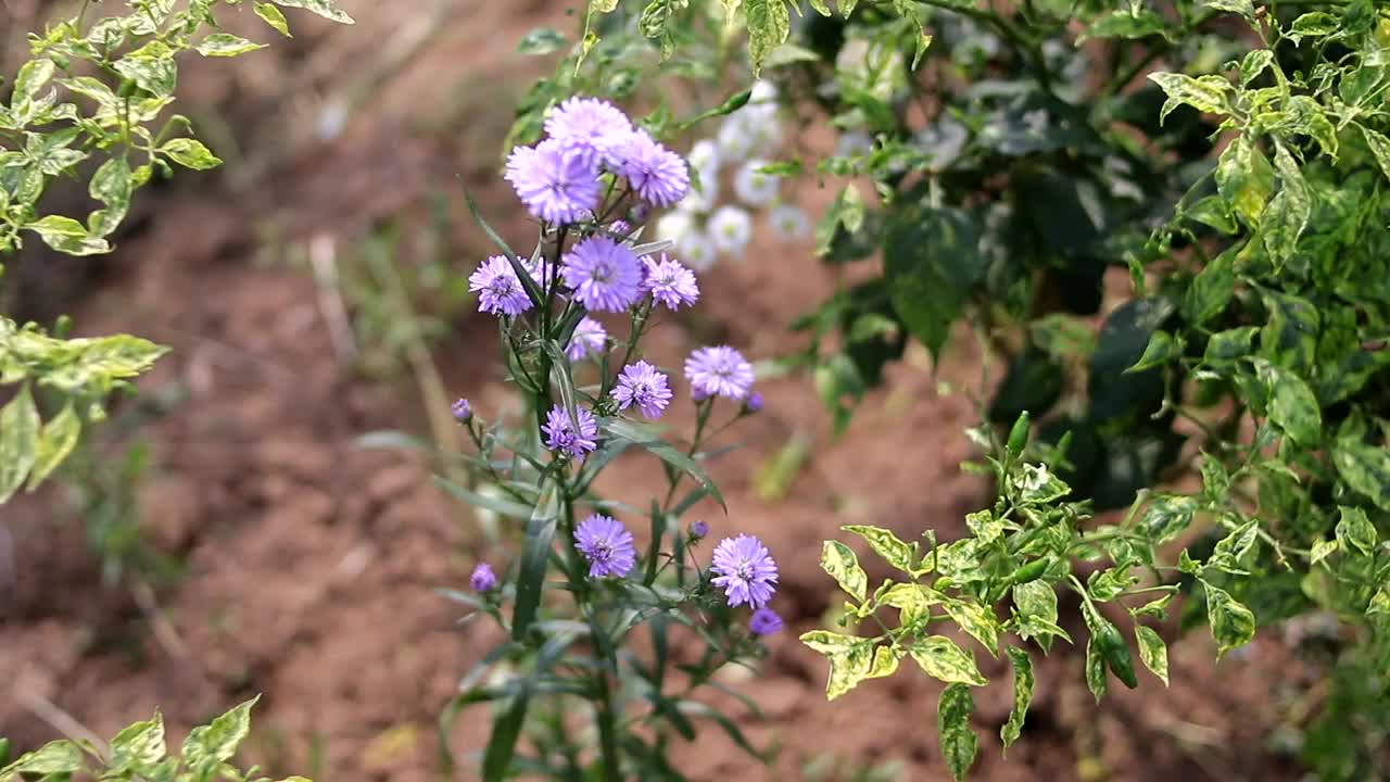 紫罗兰菊花在花园里开放视频素材