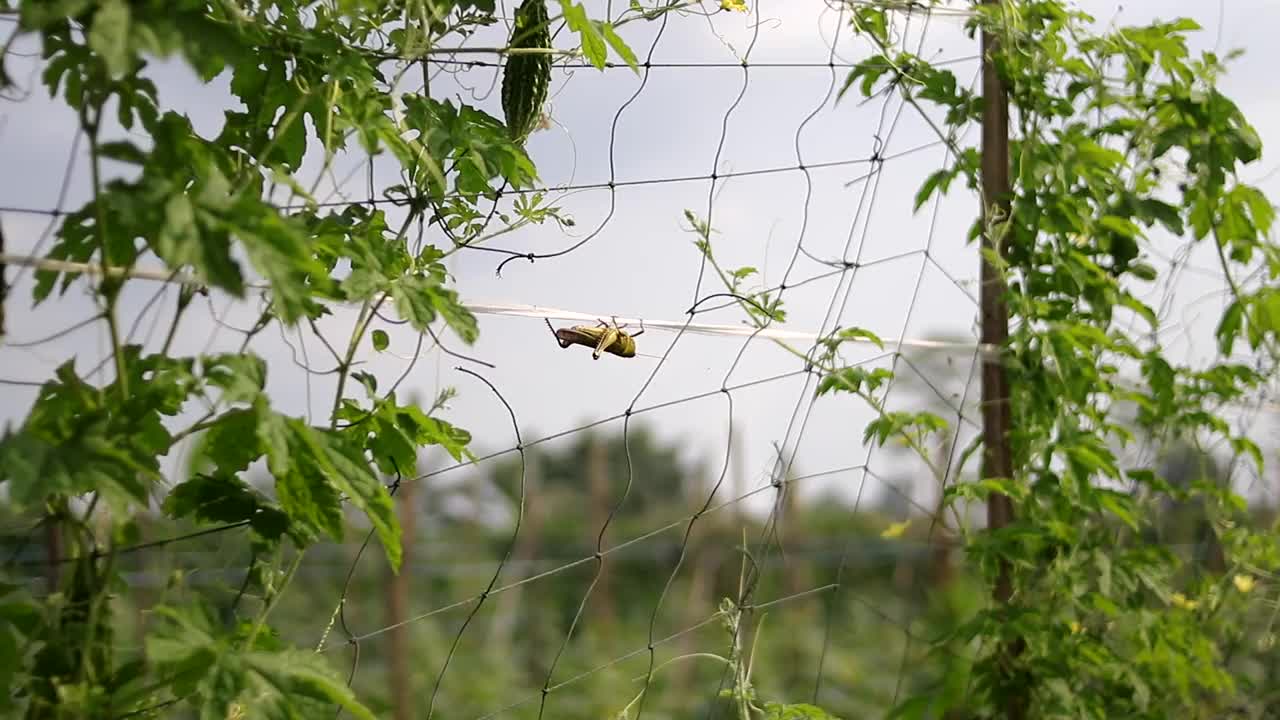 蚱蜢在苦瓜地里的网上慢慢爬行视频下载