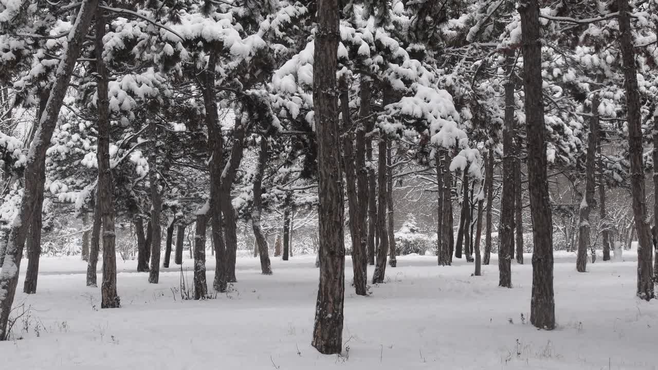 冬季森林景观与飘落的雪之间的松树在雪覆盖的土地视频素材