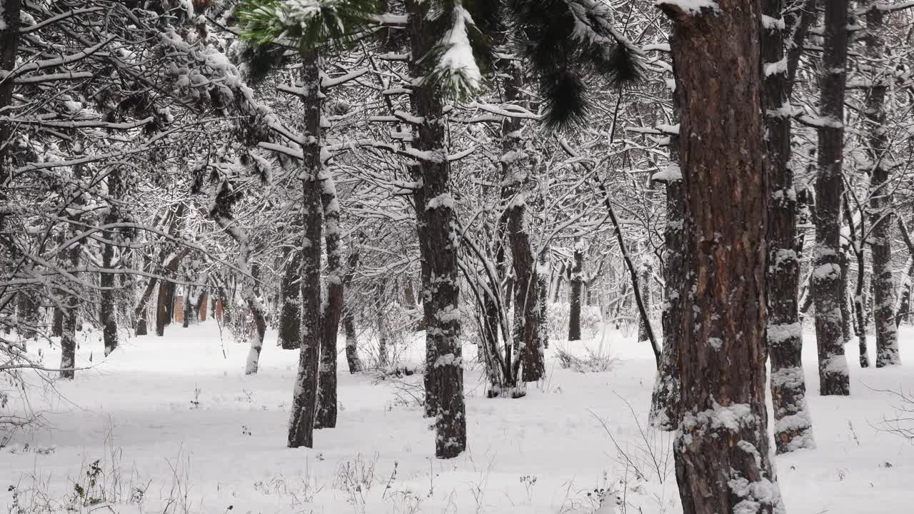 冬季森林景观与飘落的雪之间的松树在雪覆盖的土地视频素材